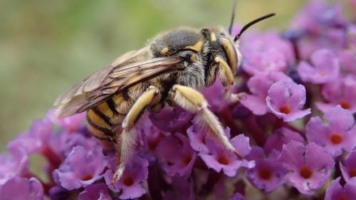 Anthidium florentinum